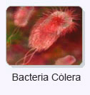 Bacteria C&oacute;lera