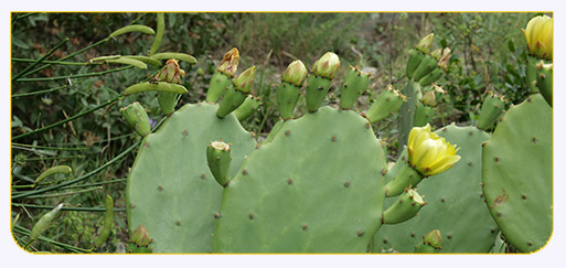 Nopal Huesline