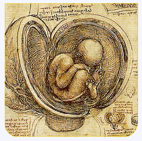 Placenta Filatov por Huesline Placenta Filatov